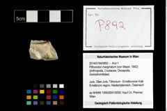 Foto (Objekt + Etikett) von Pithonoton marginatum (von Meyer, 1842)  (NHMW-GEO-2014-0194-0892)